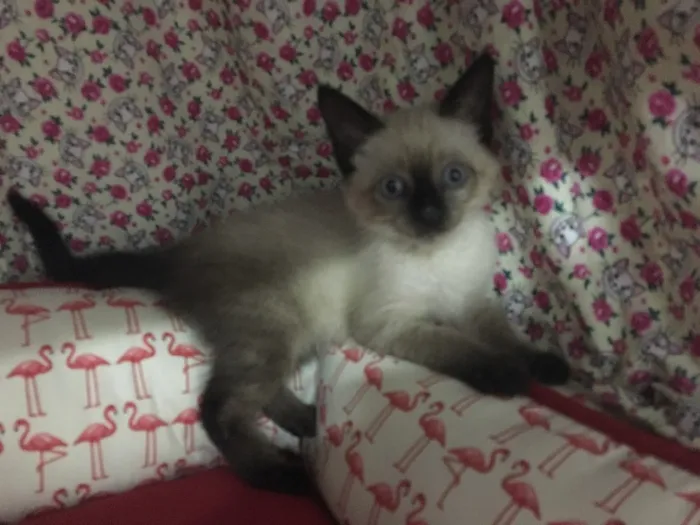 Gato ra a SRD idade 2 a 6 meses nome Orfeu