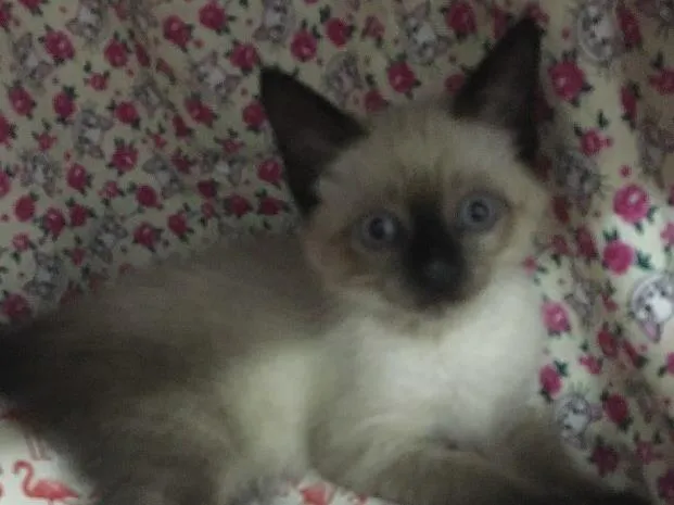 Gato ra a SRD idade 2 a 6 meses nome Orfeu