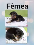 Docinho