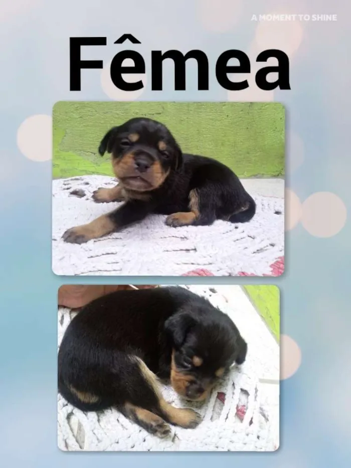 Cachorro ra a SRD idade Abaixo de 2 meses nome Docinho