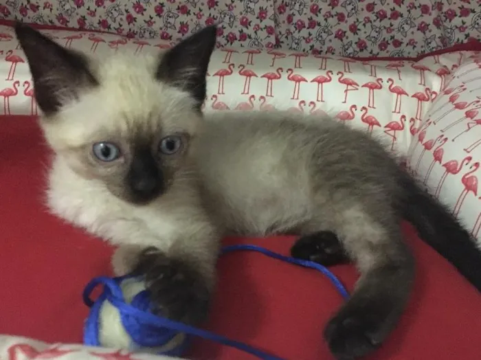 Gato ra a SRD idade 2 a 6 meses nome Orfeu