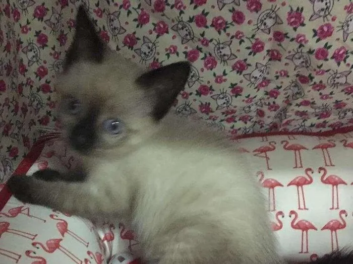Gato ra a SRD idade 2 a 6 meses nome Orfeu