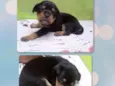 Docinho