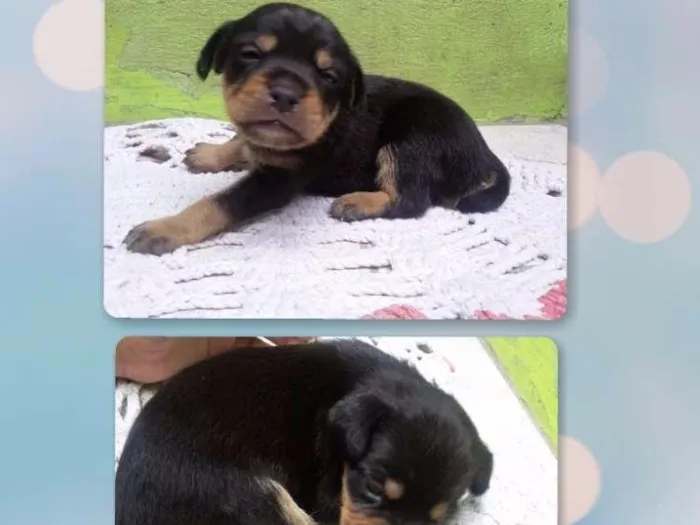 Cachorro ra a SRD idade Abaixo de 2 meses nome Docinho