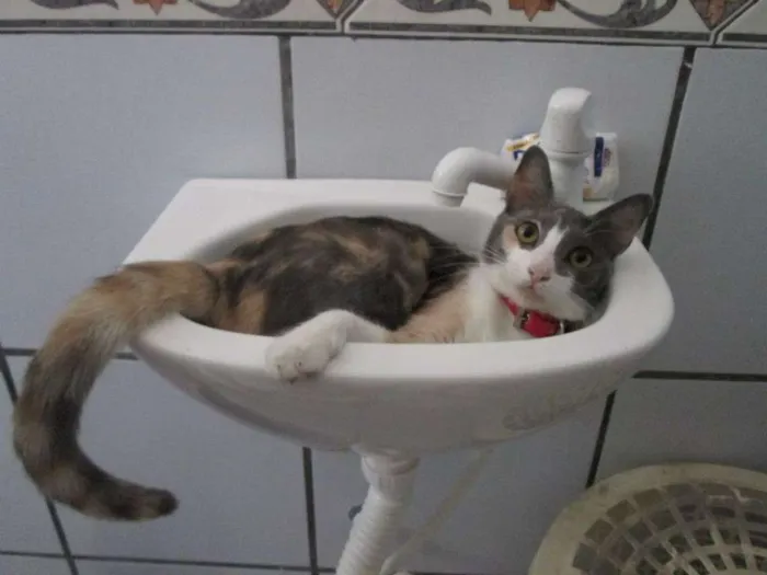 Gato ra a SRD idade 5 anos nome Vários