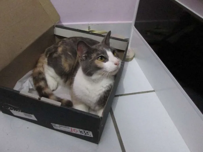 Gato ra a SRD idade 5 anos nome Vários