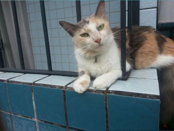 Gato ra a SRD idade 5 anos nome Vários