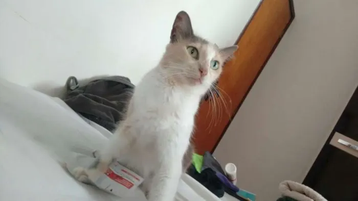 Gato ra a SRD idade 5 anos nome Vários
