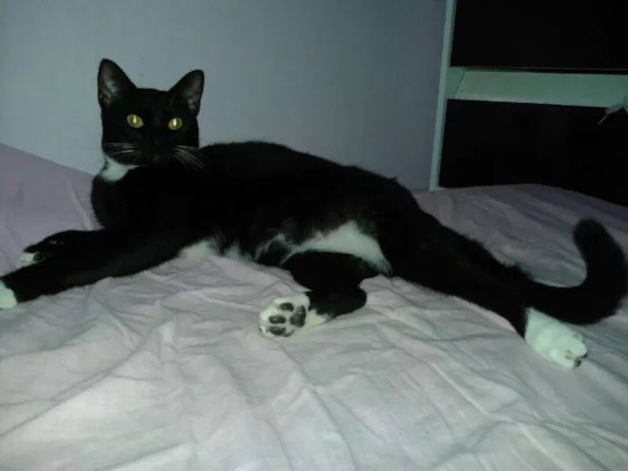Gato ra a SRD idade 5 anos nome Vários