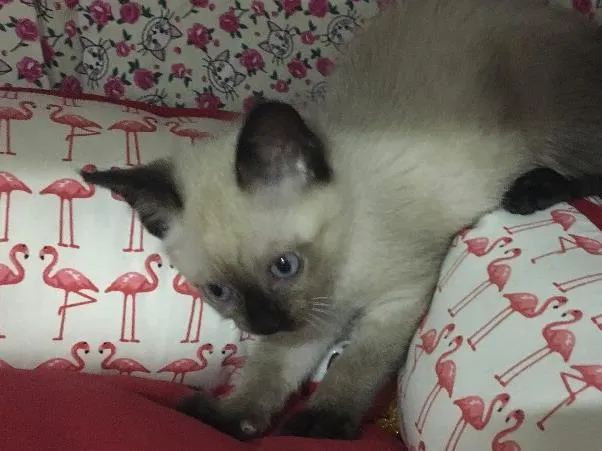 Gato ra a SRD idade 2 a 6 meses nome Orfeu