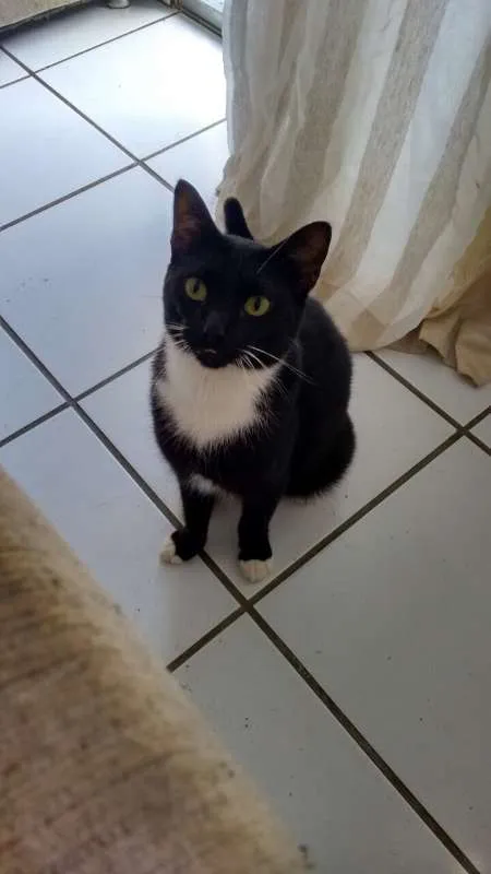 Gato ra a SRD idade 5 anos nome Vários