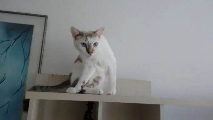 Gato ra a SRD idade 5 anos nome Vários
