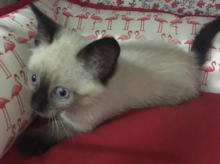 Gato ra a SRD idade 2 a 6 meses nome Orfeu