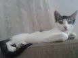 Vários