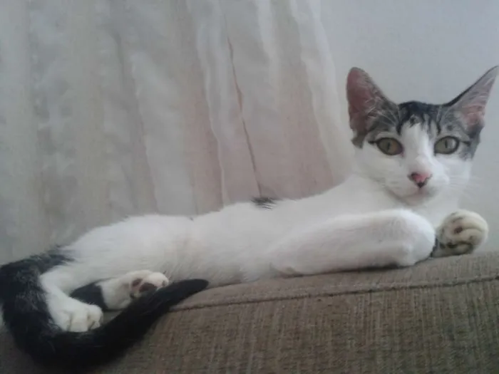 Gato ra a SRD idade 5 anos nome Vários