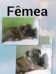 Bela