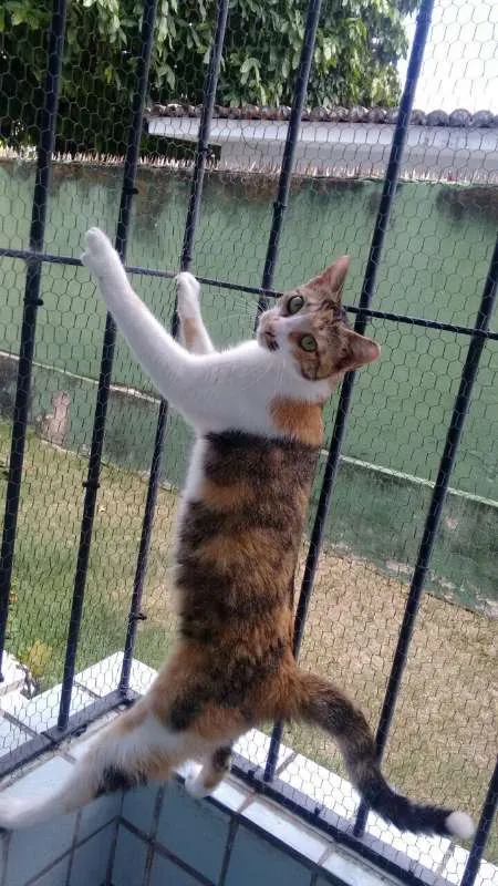 Gato ra a SRD idade 5 anos nome Vários