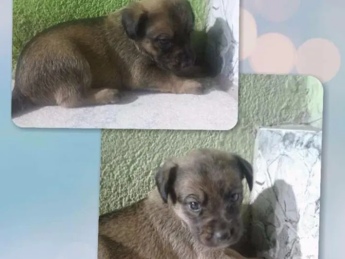 Cachorro ra a SRD idade Abaixo de 2 meses nome Bela