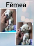 Estrela
