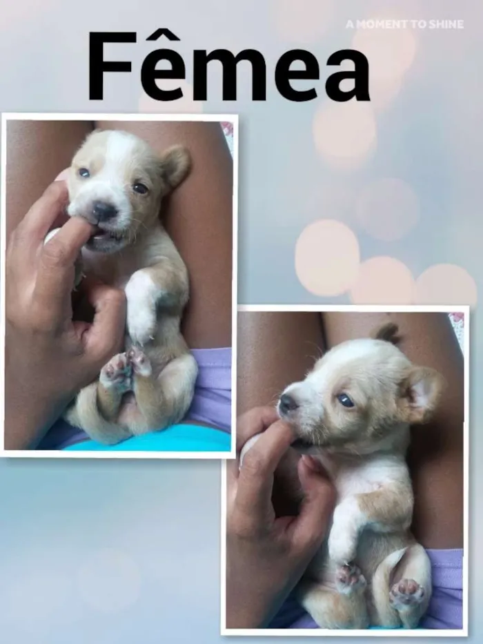 Cachorro ra a SRD idade Abaixo de 2 meses nome Estrela
