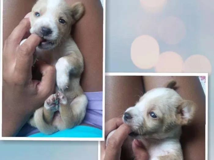 Cachorro ra a SRD idade Abaixo de 2 meses nome Estrela