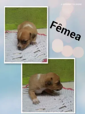 Cachorro raça SRD idade Abaixo de 2 meses nome Gotinha