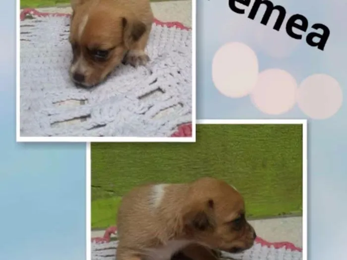 Cachorro ra a SRD idade Abaixo de 2 meses nome Gotinha