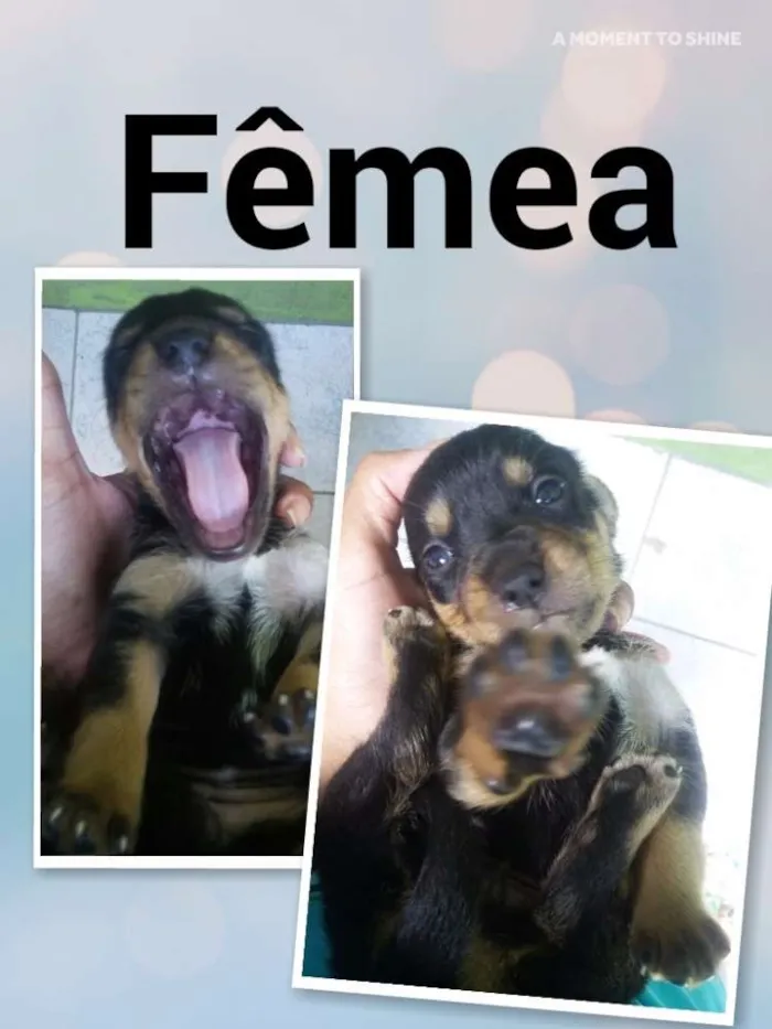 Cachorro ra a SRD idade Abaixo de 2 meses nome Dengosa