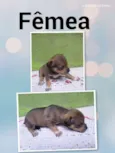 Beijoca