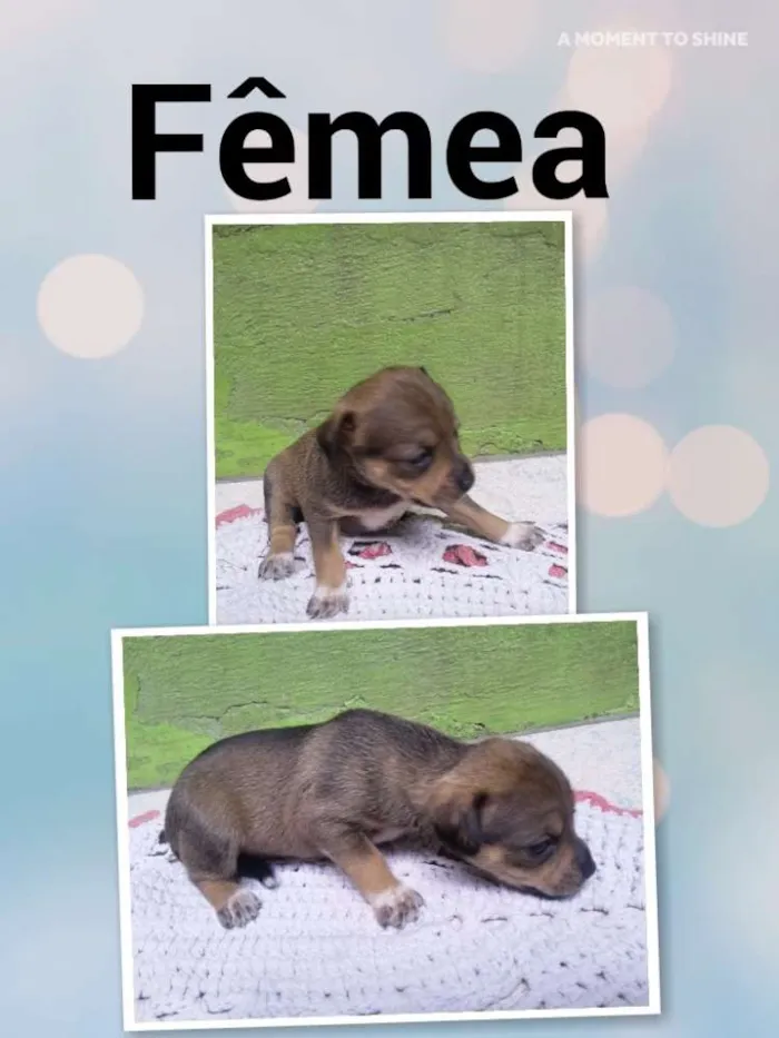 Cachorro ra a SRD idade Abaixo de 2 meses nome Beijoca