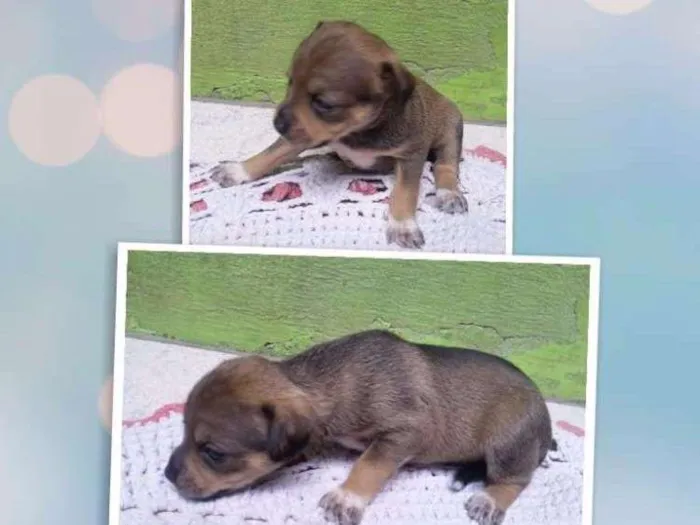 Cachorro ra a SRD idade Abaixo de 2 meses nome Beijoca