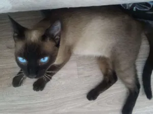 Gato raça SIAMES idade 2 a 6 meses nome SIAMES 6 MESES