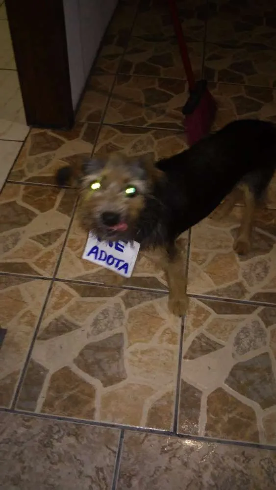 Cachorro ra a Sem raça definida idade 7 a 11 meses nome Chayene