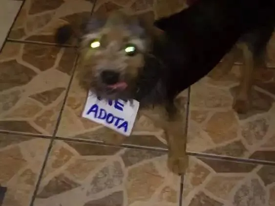Cachorro ra a Sem raça definida idade 7 a 11 meses nome Chayene