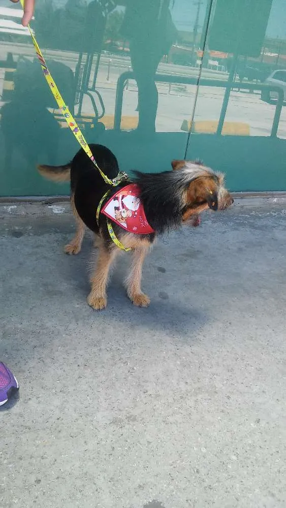 Cachorro ra a Sem raça definida idade 7 a 11 meses nome Chayene