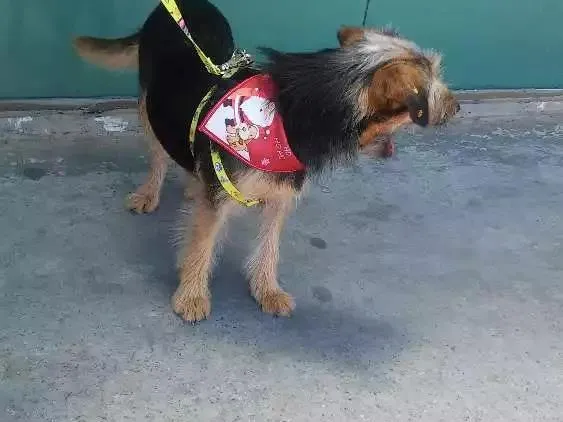 Cachorro ra a Sem raça definida idade 7 a 11 meses nome Chayene