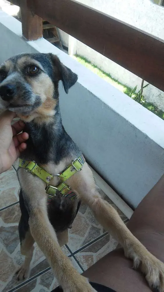 Cachorro ra a Sem raça definida idade 7 a 11 meses nome Chayene