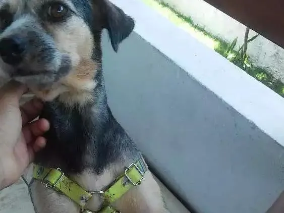 Cachorro ra a Sem raça definida idade 7 a 11 meses nome Chayene