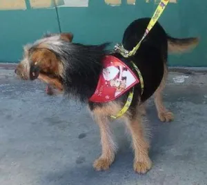 Cachorro raça Sem raça definida idade 7 a 11 meses nome Chayene