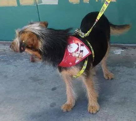 Cachorro ra a Sem raça definida idade 7 a 11 meses nome Chayene
