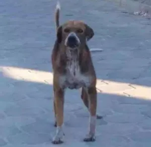 Cachorro raça Mestizo idade 6 ou mais anos nome Demo