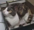 Vários