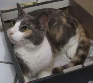 Gato raça SRD idade 5 anos nome Vários