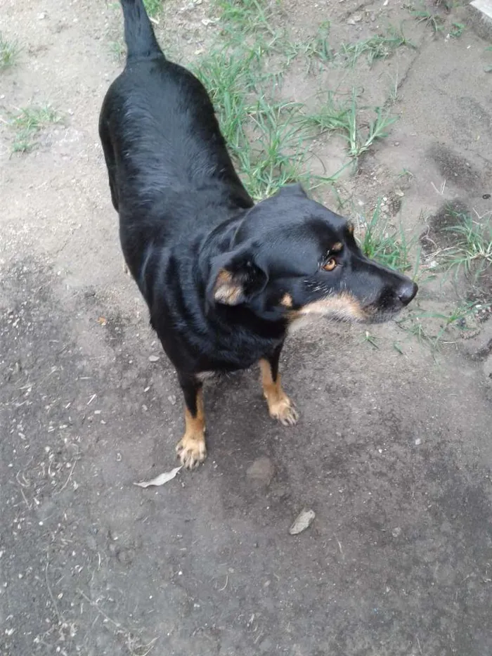 Cachorro ra a Indefinida idade 2 anos nome Lili