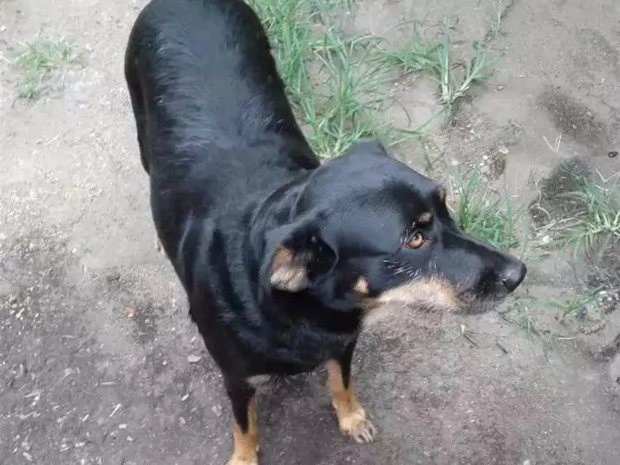Cachorro ra a Indefinida idade 2 anos nome Lili