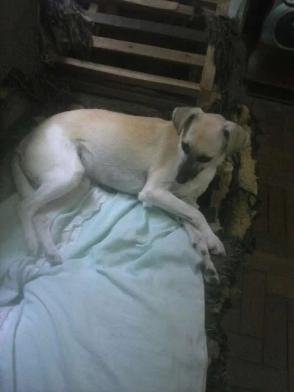 Cachorro ra a Vira Lata  idade 4 anos nome Shakira 