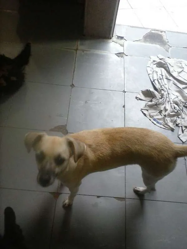 Cachorro ra a Vira Lata  idade 4 anos nome Shakira 