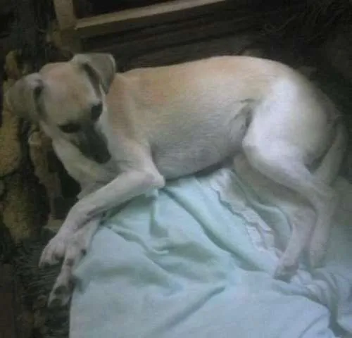 Cachorro ra a Vira Lata  idade 4 anos nome Shakira 
