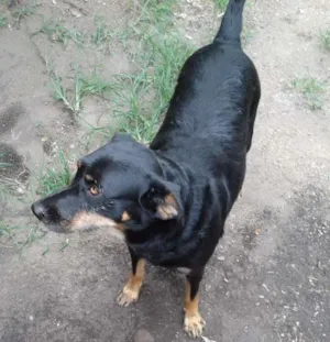 Cachorro raça Indefinida idade 2 anos nome Lili