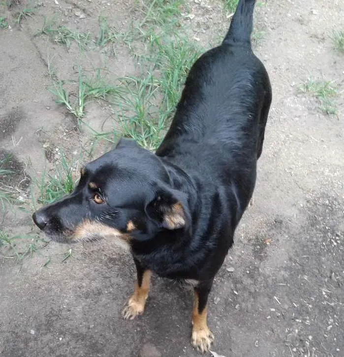 Cachorro ra a Indefinida idade 2 anos nome Lili